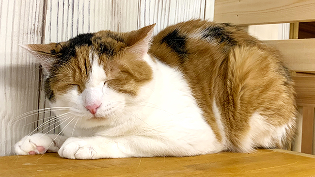 うとうとするサクラちゃん