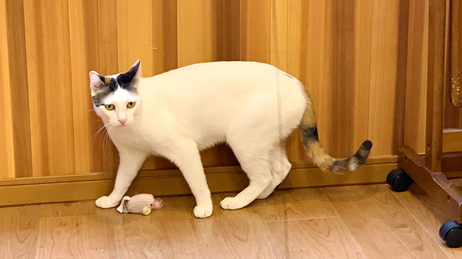 おもちゃへ真剣な眼差しを送るエマちゃん