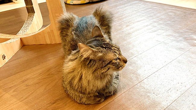 まどろむジャガーくん