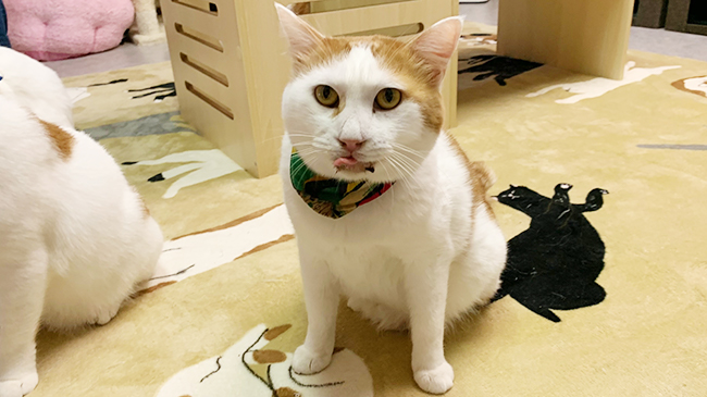 にらめっこをするきずなくん