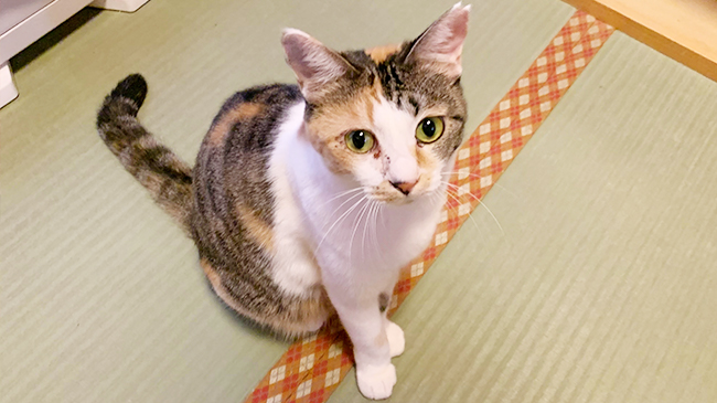 こわがりさんななのかちゃん