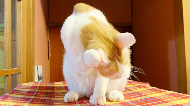 招き猫のようなてるくん