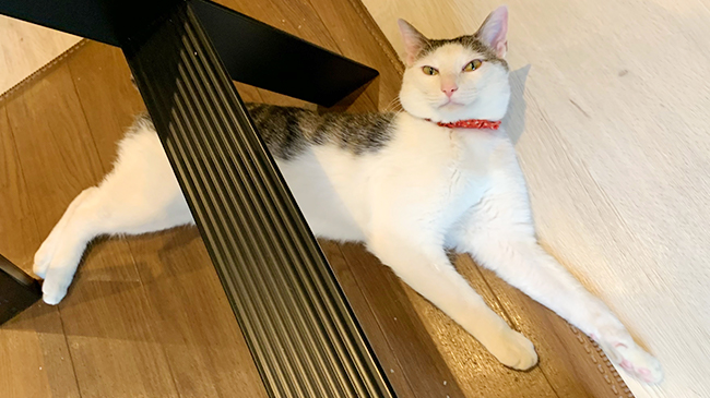可愛さをアピールする山ちゃん