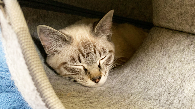 すやすやと眠るミックちゃん