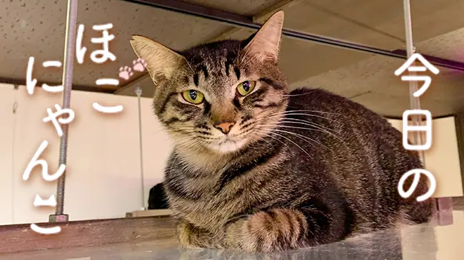 今日のほごにゃんこ さんじゅうきゅうかいめ│ケムール 