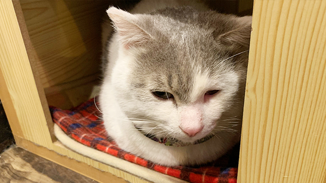 家でまったり中のナポくん