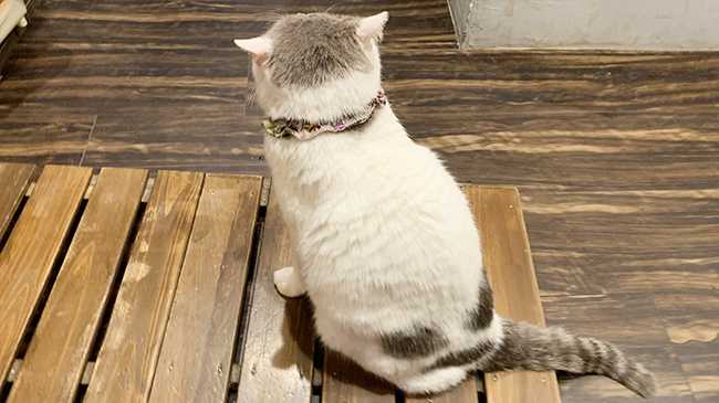 大福のようにふっくらしているナポくん