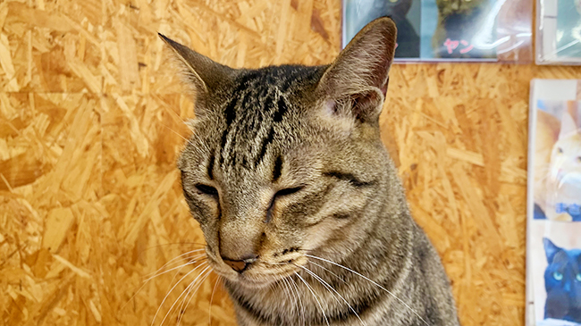 まどろむうちわちゃん