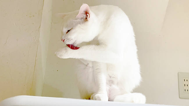 手を舐めるあいのちゃん