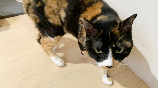 こちらの様子を伺うあいりちゃん