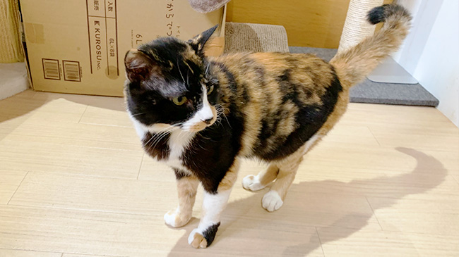周りを見るあいりちゃん