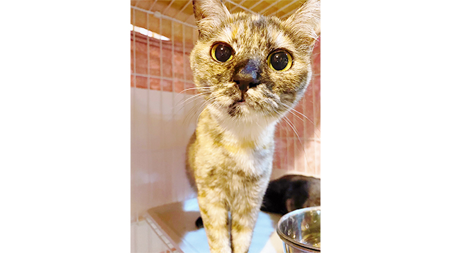 ドアップなチャビ子ちゃん