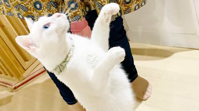 立ち上がるひりゅうくん
