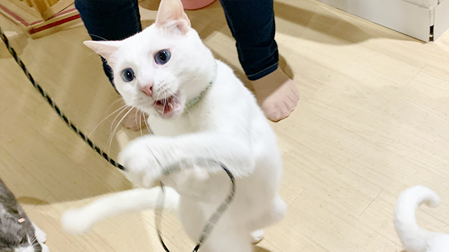 猫パンチをするひりゅうくん