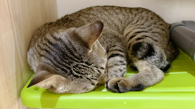 遊び疲れて眠るキシュくん