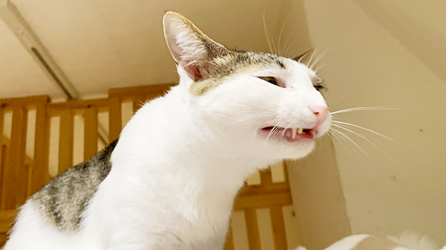 遠くを見るコバくん