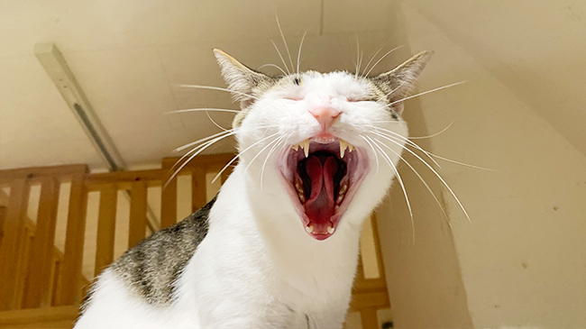 大きく口を開けるコバくん