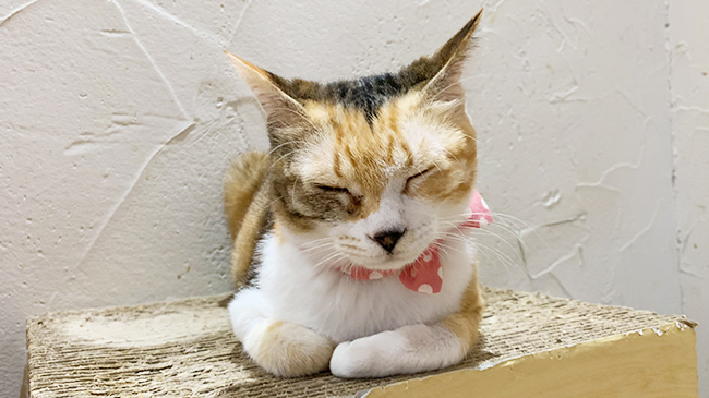 お昼寝をするらんちゃん