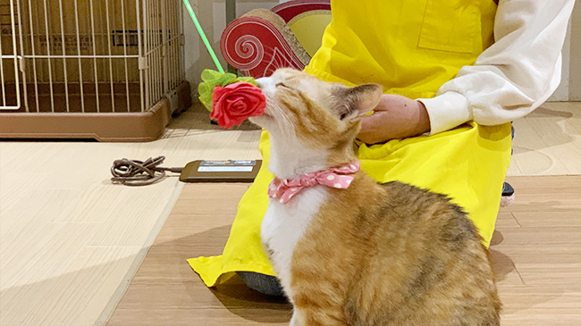 おもちゃで遊ぶらんちゃん