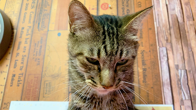 下を見るタイガーくん
