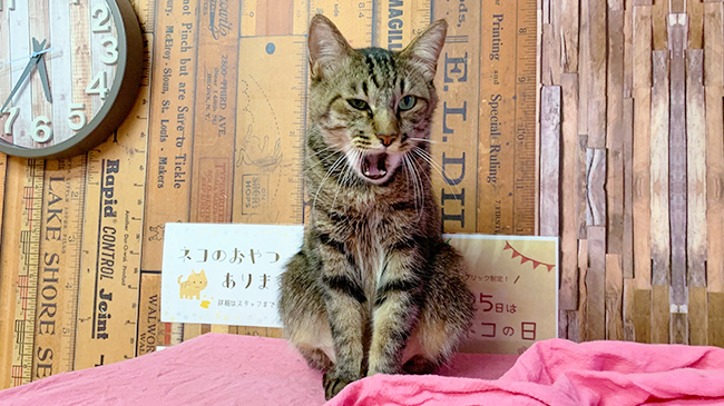 あくびをするタイガーくん