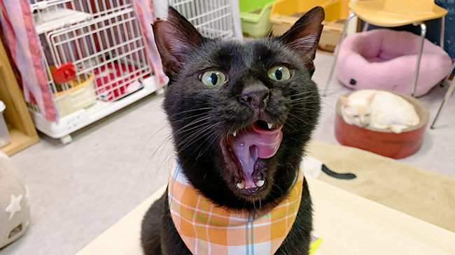 口を大きく開けるベジータくん