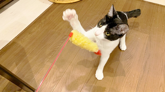 おもちゃで遊ぶ大福くん