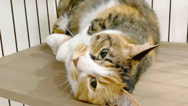 ちょっと眠くなるトトロちゃん