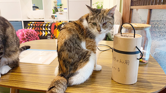 後ろを見るミーちゃん