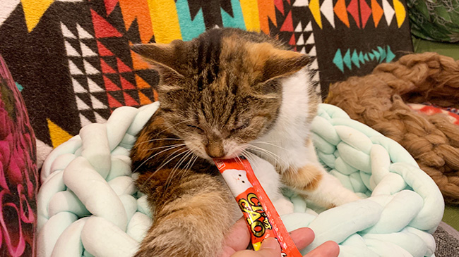 チュールを食べるミーちゃん
