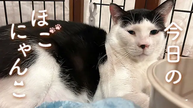 【専用です】にゃんこさん️ グッズ-スタンドポップギャグマンガ日和 アクリルスタンド&frasl;ニャンコ