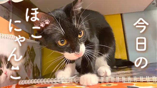 【専用です】にゃんこさん️ グッズ-スタンドポップギャグマンガ日和 アクリルスタンド&frasl;ニャンコ