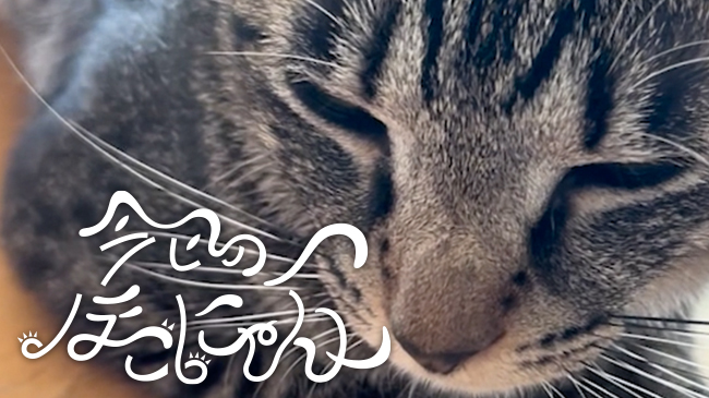 羊毛フェルト】ほのぼの親子猫* 3匹* 座布団付き